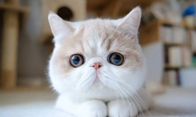 猫瘟一直吐怎么办