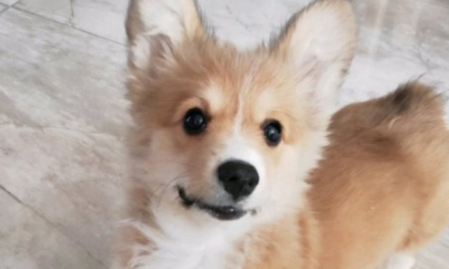 狗可以吃黄瓜吗?为什么