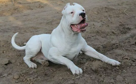 成年杜高犬换主人可以吗?这篇文章可解惑 成年杜高犬换主人可以吗?这篇文章可解惑