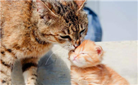 猫的胎盘可以帮忙拉出来吗