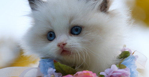 猫咪夏天掉毛持续多久正常