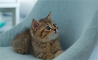猫咪不吃饭怎么办
