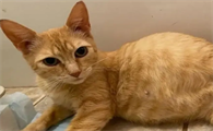 猫咪怀孕了肚子会硬吗
