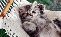 猫咪怀孕拉肚子怎么办啊