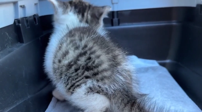 用凶猛伪装自己的患病流浪猫,当小哥把它装进航空箱,它秒变温顺 用凶猛伪装自己的患病流浪猫,当小哥把它装进航空箱,它秒变温顺