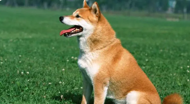 狗狗如何调理肠胃最有效 狗狗如何调理肠胃最有效