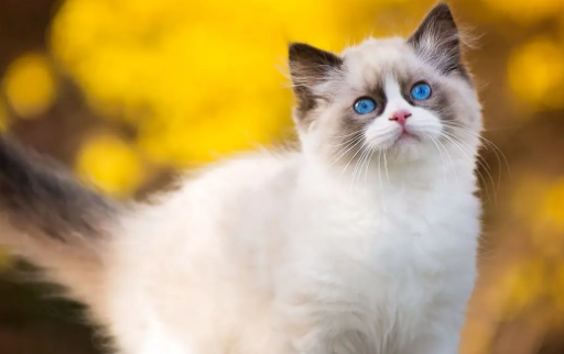 &nbsp;布偶猫性格怎么样，感兴趣的朋友可以来了解下！