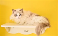 猫咪一天拉两次粑粑正常吗？