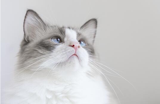 布偶猫品相纯不纯,你应该这么看~ 布偶猫品相纯不纯,你应该这么看~