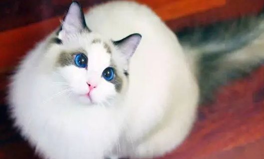 布偶猫眼睛颜色等级 布偶猫眼睛颜色等级