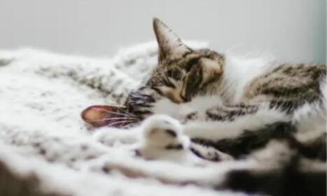猫瘟可以自愈吗大概多久 猫瘟可以自愈吗大概多久
