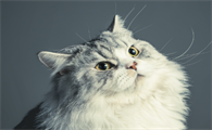猫假孕肚子是硬的吗还是软的