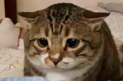 猫咪飞机耳是因为什么原因 猫咪飞机耳是因为什么原因