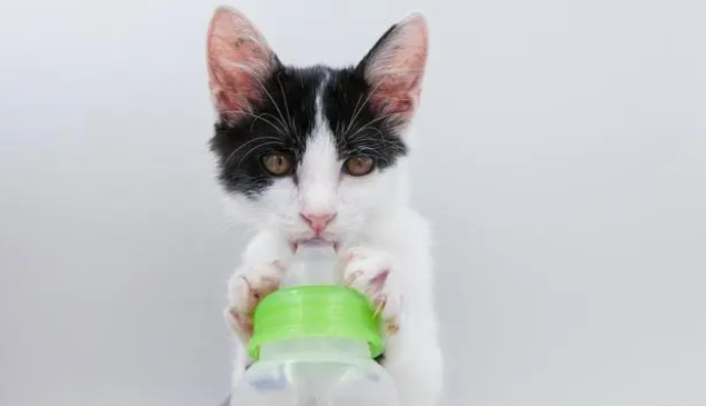 小猫可以吃什么东西