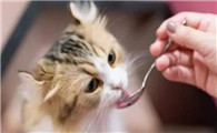 猫没有猫粮吃什么