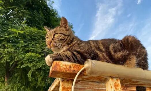 猫最多能活多少年