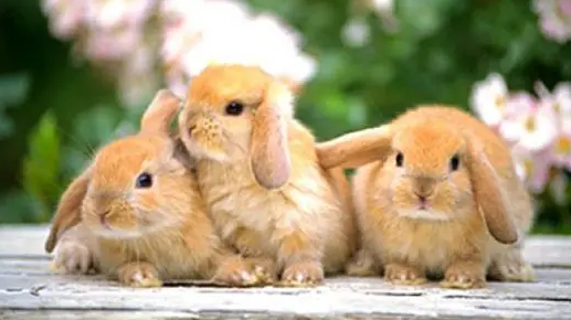 虎皮黄兔是什么品种?看完这里你就清楚了.