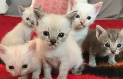 为啥猫咪会隔天生一只呢 为啥猫咪会隔天生一只呢