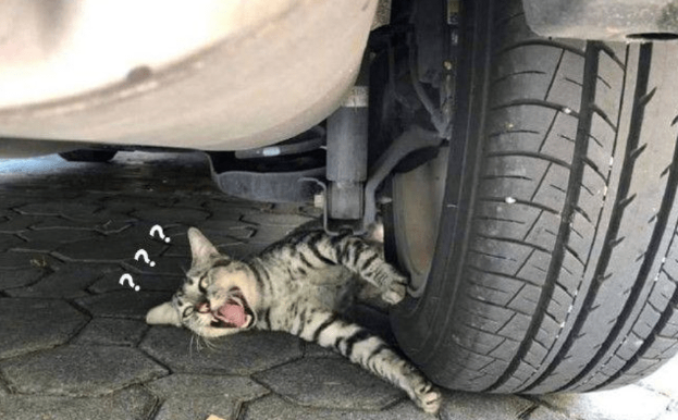 男子发现车轮下压了只猫，蹲下一看扭头就走：没受过这委屈