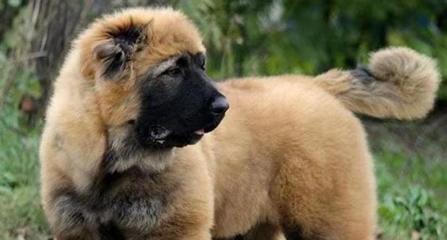 高加索犬怎么繁殖下一代?快来收藏! 高加索犬怎么繁殖下一代?快来收藏!