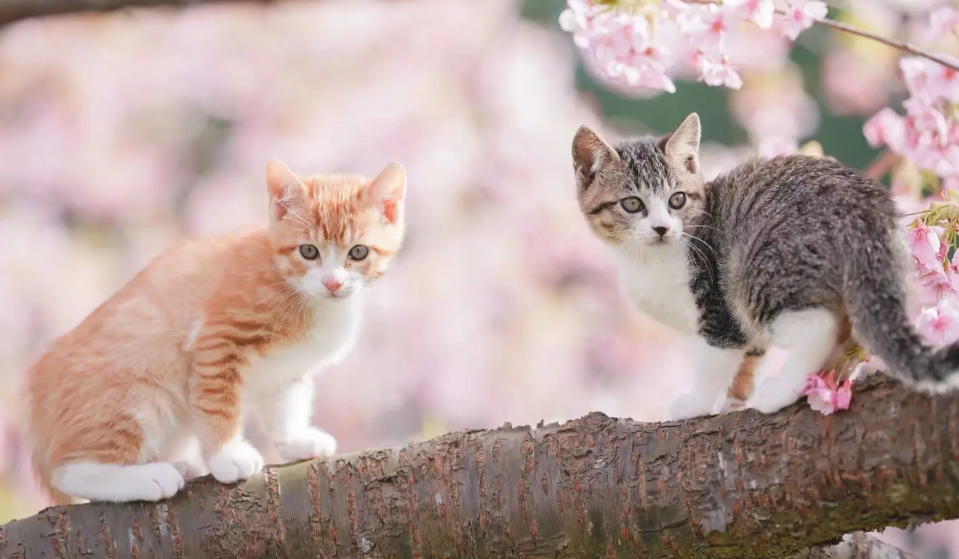 怎么分辨猫的公母
