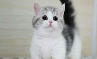 为什么说美短猫谁养谁后悔