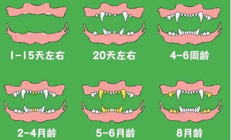 狗狗牙齿判断年龄