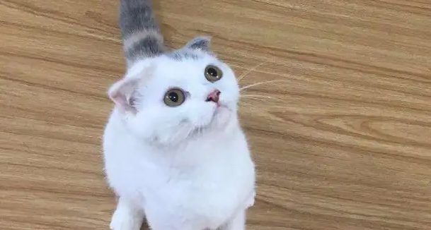 为什么净梵猫那么贵?快来了解一下 为什么净梵猫那么贵?快来了解一下