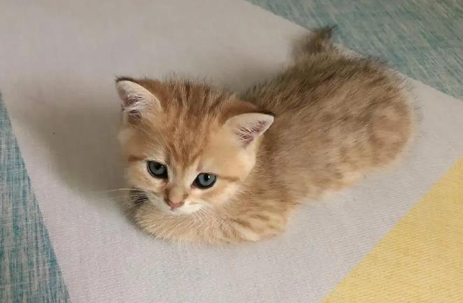 英短猫哪种颜色最漂亮