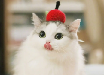 猫咪吐了是怎么回事该怎么解决