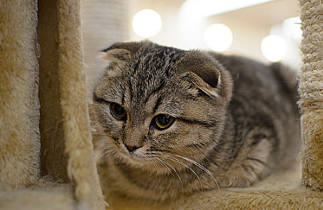 小猫一天没拉屎只尿正常吗怎么办