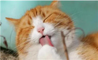猫咪喘气肚子一抽一抽的是什么原因，正常吗