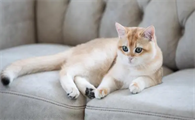 猫伤口感染化脓用什么药好得快