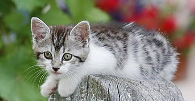 小猫几个月能洗澡