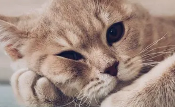 小猫眼睛化脓了怎么办