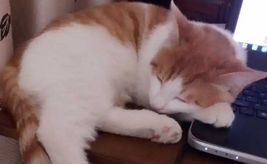 猫软便但是精神很好怎么办