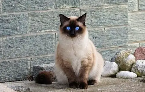 暹罗猫怎么才能变大胆？你家猫咪属于哪种性格！