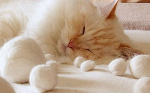 猫咪冬天了却掉毛严重