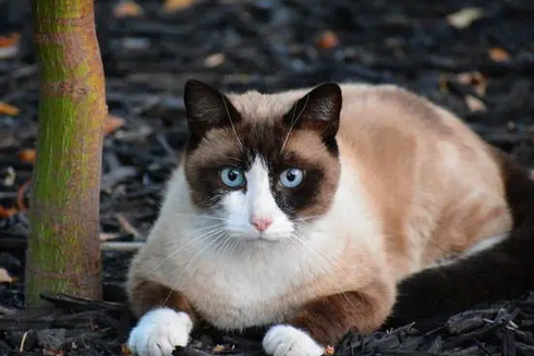 猫可以憋住八小时不大小便吗为什么