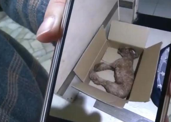 小区多只宠物狗蹊跷死亡，物业：已报警！