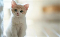猫的毛一块块掉是为什么呢