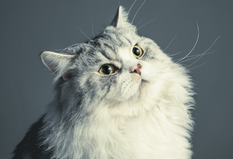 猫咪要刷牙吗多久刷一次比较好 猫咪要刷牙吗多久刷一次比较好