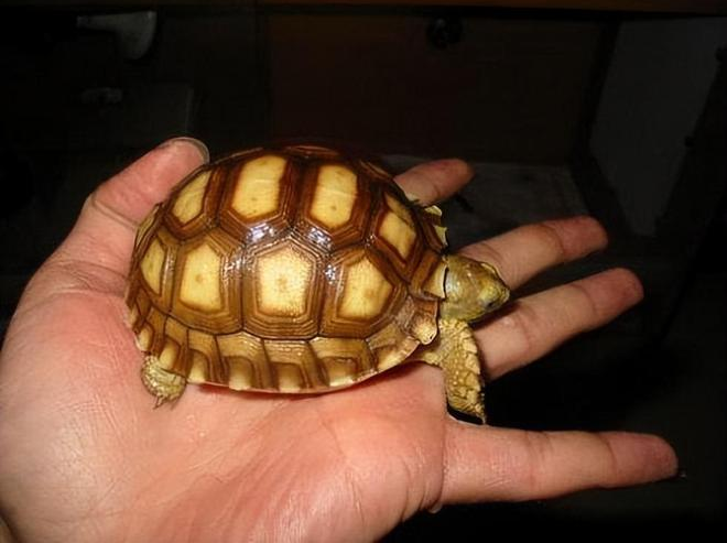 12年男子捡到“乌龟”，养了7年发现异常，警方赶到将乌龟带走