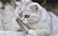 母猫吃什么补充奶水最好