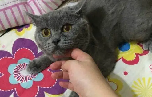 英短母猫成年可以长到多少斤