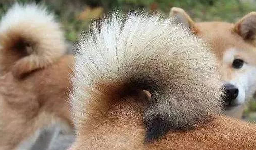 小柴犬多大尾巴才变?涨知识啦!