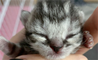 猫咪鼻子上有黑痂怎么办