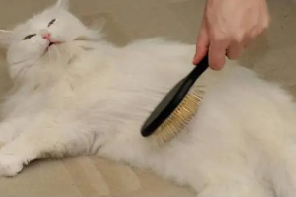 怎么缓解猫咪掉毛?这些掉毛情况不必在意 怎么缓解猫咪掉毛?这些掉毛情况不必在意