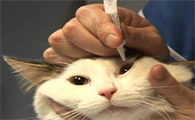 小猫的眼睛一直流脓,应该怎么治