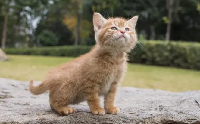小猫可以吃蛋黄吗